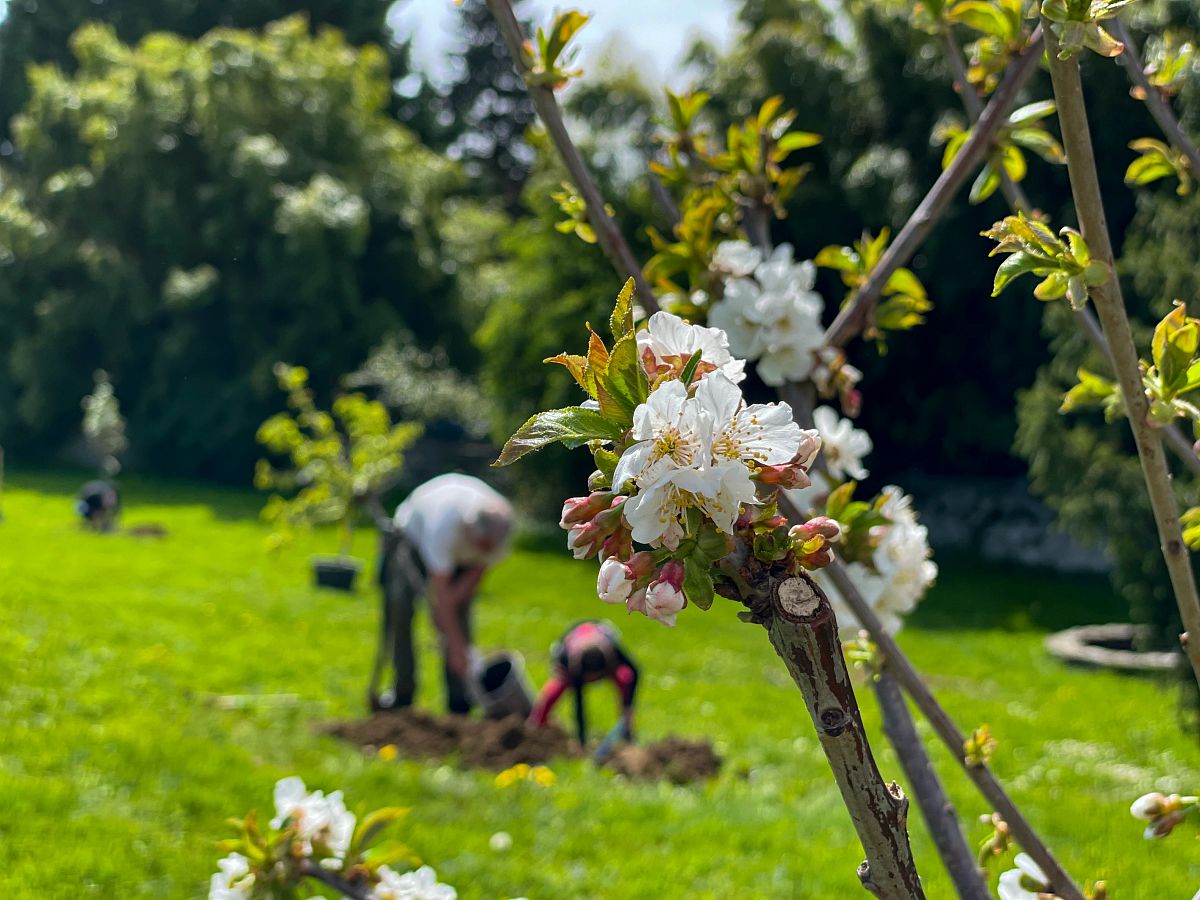 Chantier participatif de plantation d'arbres à Buisson Rond