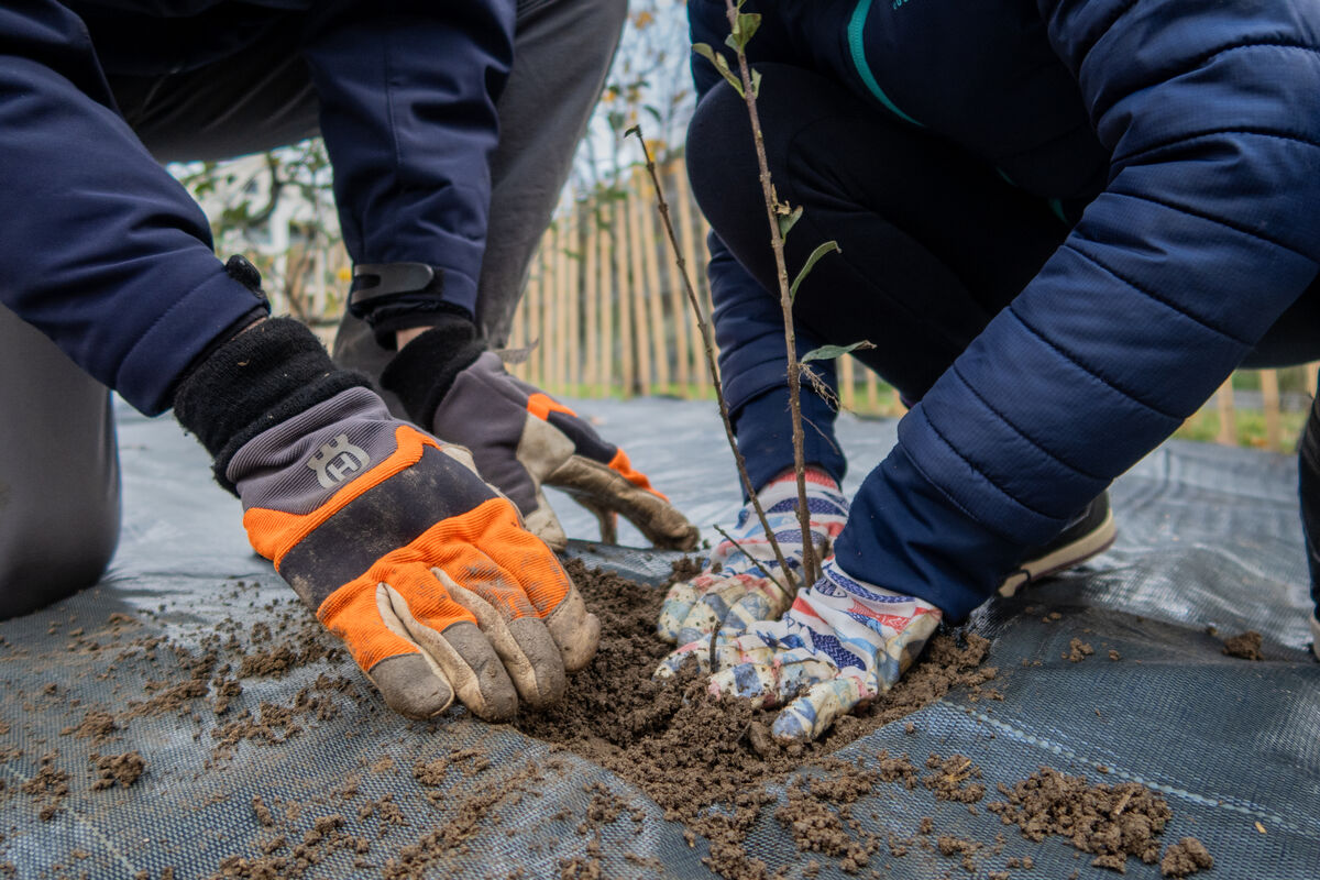 Plantation d'arbres - chantier participatif